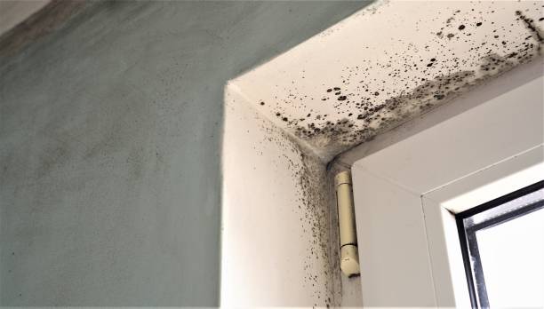 Best Air Quality Testing for Mold Spores  in South Barre, VT