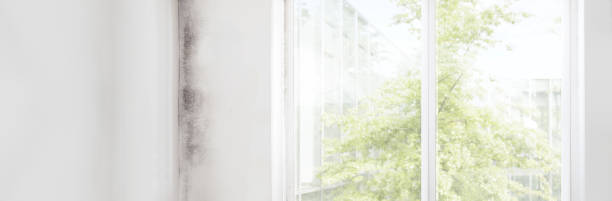  South Barre, VT Mold Removal Pros