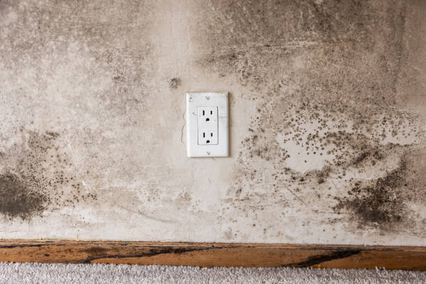 Best Mold Remediation for Rental Properties  in South Barre, VT