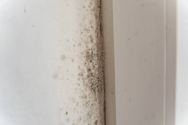 Best Dehumidification Services  in South Barre, VT