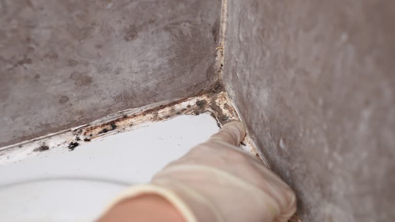 South Barre, VT Mold Removal Company